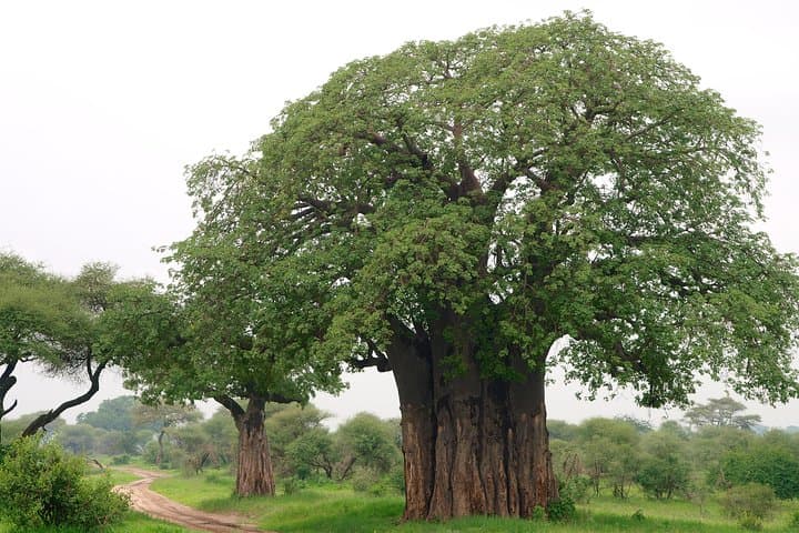 Tarangire National Park Day Trip: Big-Game Safari from Arusha photo 2