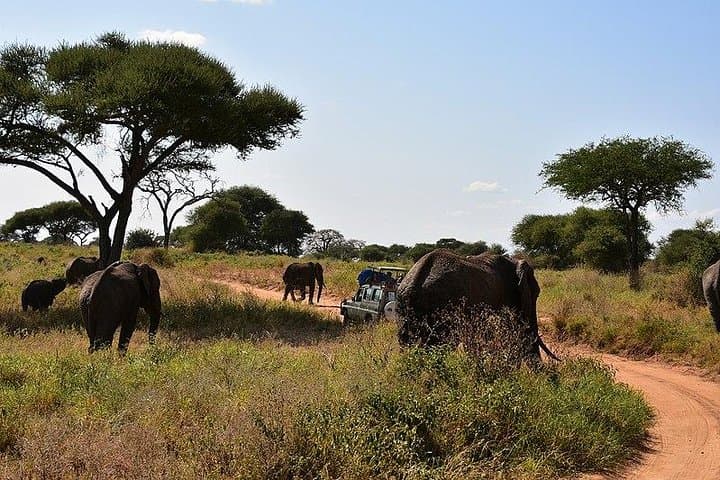 Tarangire National Park Day Trip: Big-Game Safari from Arusha photo 3