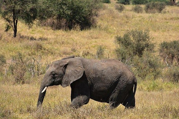Tarangire National Park Day Trip: Big-Game Safari from Arusha photo 4