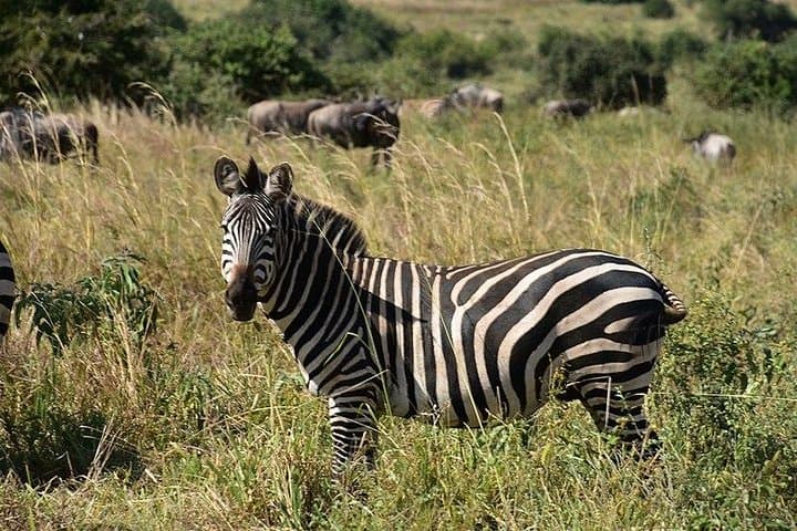 Tarangire National Park Day Trip: Big-Game Safari from Arusha photo 5