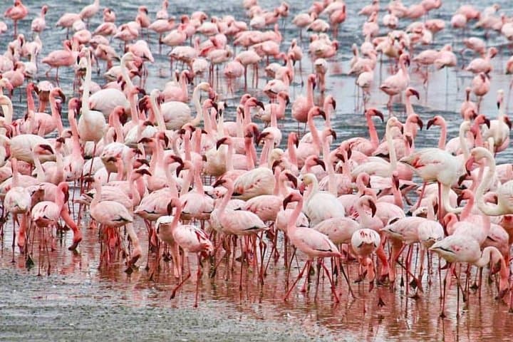 7-Day Budget Kenya Safari: Nakuru, Maasai Mara, Naivasha & Amboseli photo 1