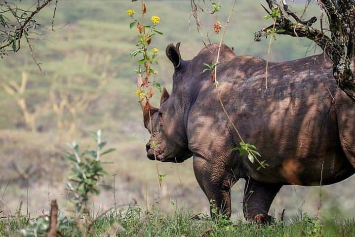 7-Day Budget Kenya Safari: Nakuru, Maasai Mara, Naivasha & Amboseli photo 3