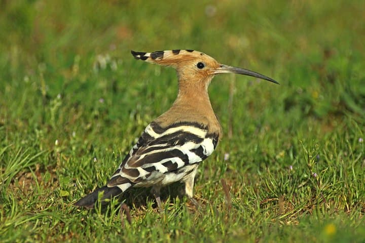 Tavira & Ria Formosa: 5-Day Self-Guided Birdwatching Adventure photo 4