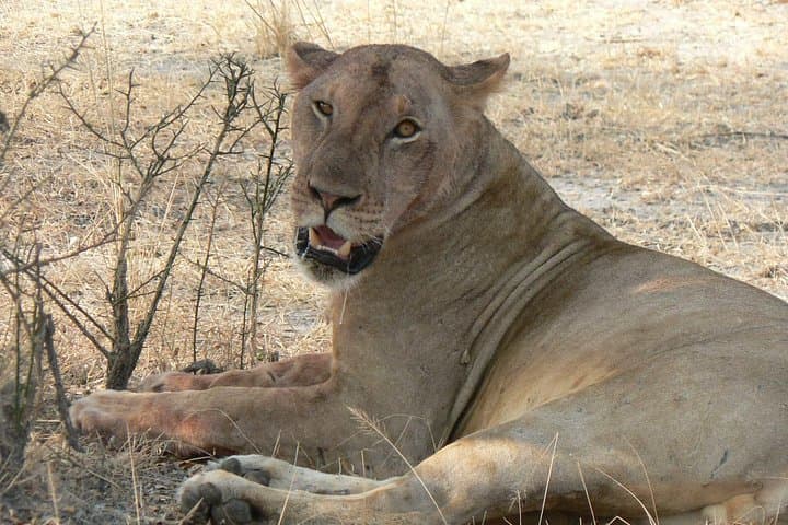 Mikumi National Park Safari and Zanzibar Beach Holiday — 8-Day Wildlife & Coastal Escape