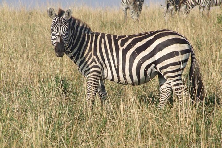 2-Day Tsavo East & West Safari: Big Five Game Drive from Mombasa photo 1