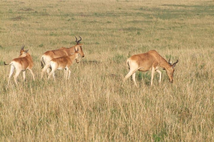 2-Day Tsavo East & West Safari: Big Five Game Drive from Mombasa photo 2