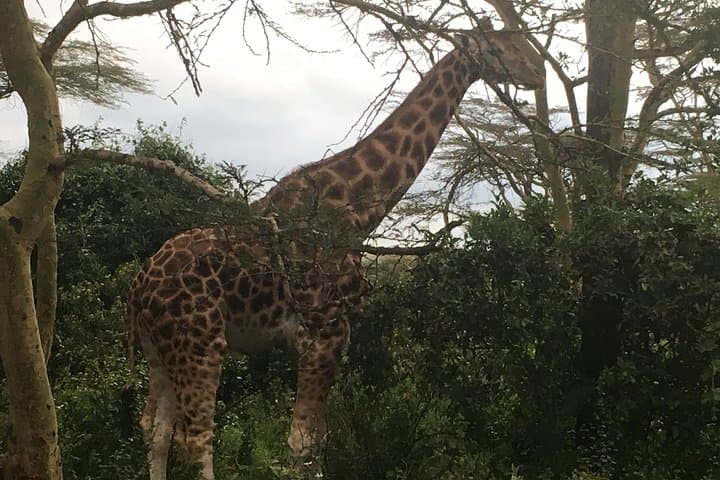 2-Day Tsavo East & West Safari: Big Five Game Drive from Mombasa photo 3