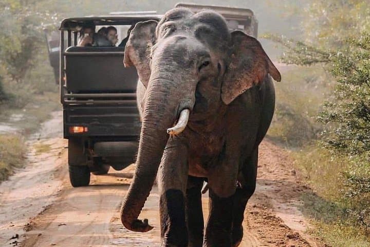 Private Udawalawe Safari: Elephant Encounters and Off-Road Jeep Tours