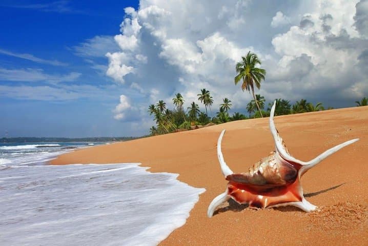 7-Day Sri Lanka Cultural & Wildlife Tour: Sigiriya to Mirissa photo 4