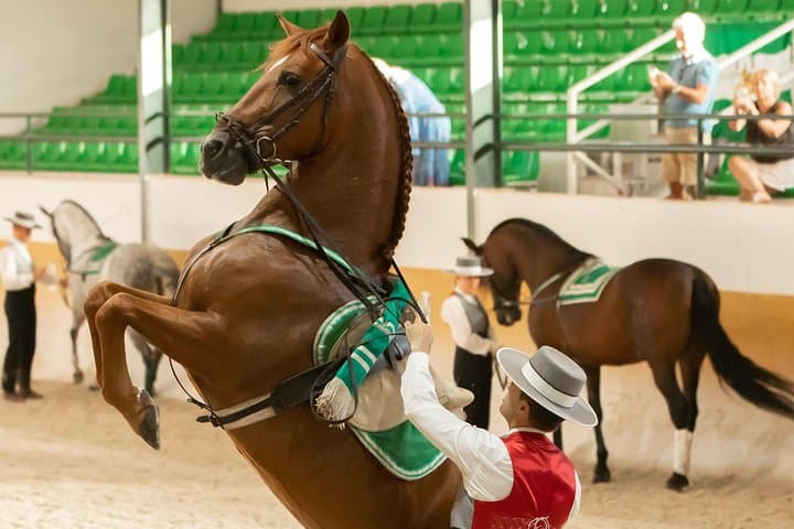 Ritmo a Caballo — Horse and Flamenco Show in Málaga photo 4