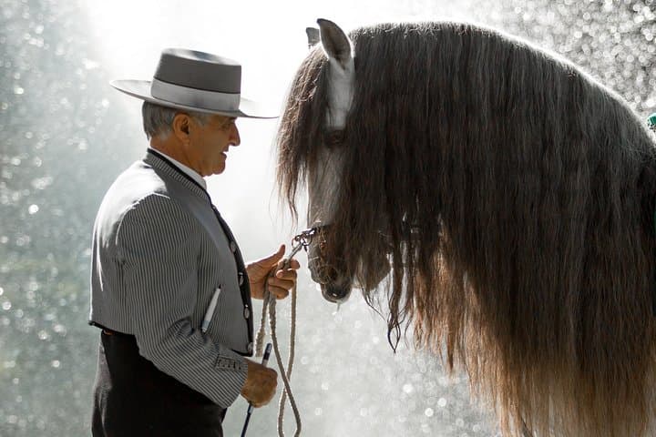 Ritmo a Caballo — Horse and Flamenco Show in Málaga photo 5