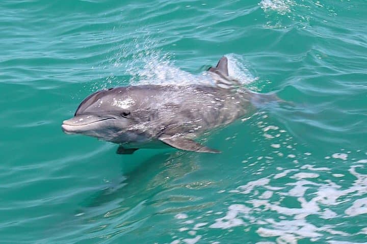 Little Toot Dolphin Adventure: Clearwater Beach Dolphin Watching & Harbor Cruise photo 6
