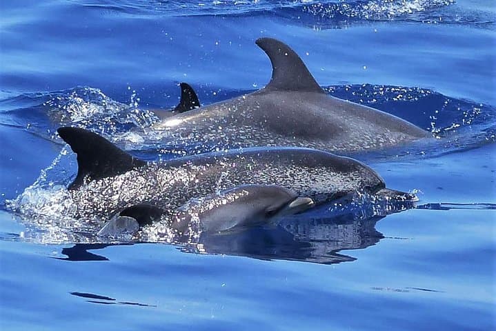 Sail to Los Gigantes: Whale-Watching & Snorkel Cruise from Tenerife photo 2