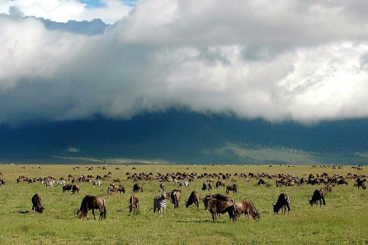 Ngorongoro Crater Best Safari: 5-Day Wildlife Adventure from Arusha photo 4