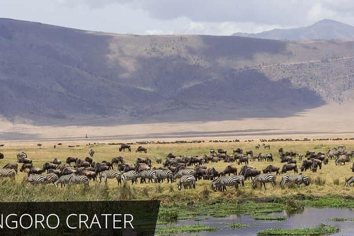 Two-Day Private Serengeti Safari: Big Five Game Drives & Lodge Stay photo 4