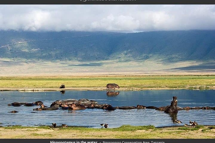 Two-Day Private Serengeti Safari: Big Five Game Drives & Lodge Stay photo 5