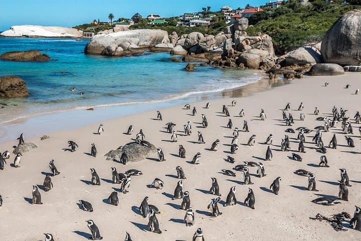 Cape Peninsula Full-Day Tour from Cape Town: Chapman's Peak, Cape Point & Boulders Beach photo 2