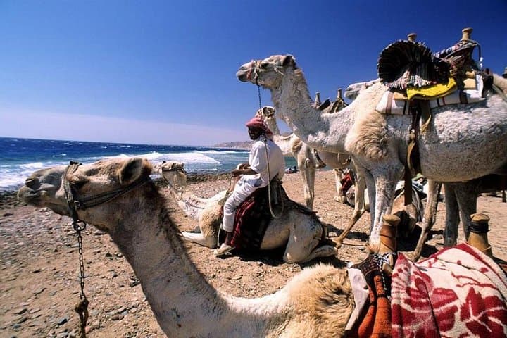 Dahab Safari: Snorkel the Three Pools & Ride Camels from Sharm el-Sheikh photo 2