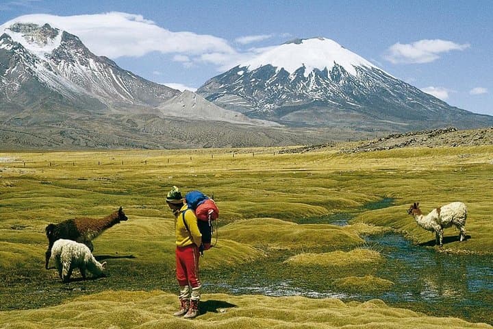 4-Day Chilean Altiplano Tour: Arica, Putre & Lauca National Park