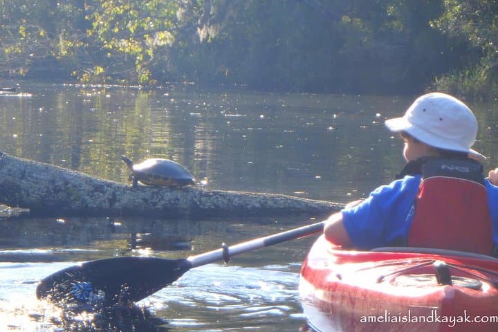 Paddle Old Florida: Self-Guided Family Kayak Rentals on Amelia Island photo 4