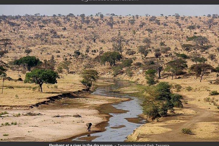 Private Day Safari in Tarangire National Park: Elephants, Baobabs & Game Drives photo 2