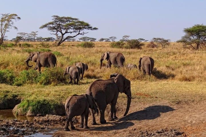 Private Day Safari in Tarangire National Park: Elephants, Baobabs & Game Drives photo 3