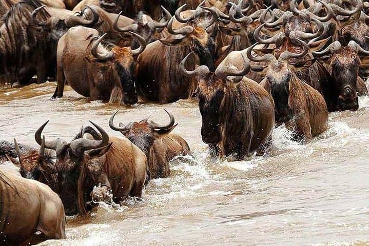 3-Day-Serengeti-and-Ngorongoro-Group-Safari-from-Arusha photo 4