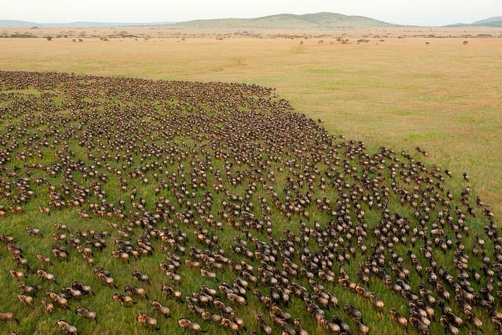 On the Track of Giants: 5-Day Safari through Serengeti, Ngorongoro, Lake Manyara & Tarangire photo 4