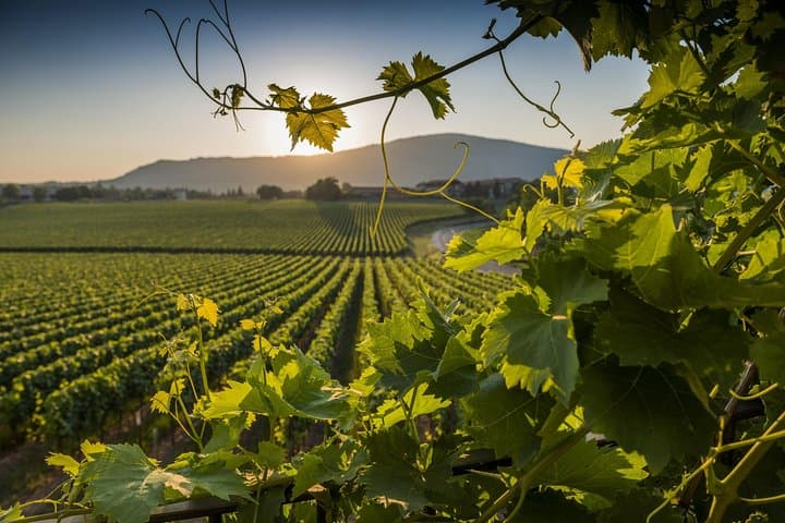 Rome Winery Pasta Class: Private Vino & Pasta Affair with Tasting photo 2
