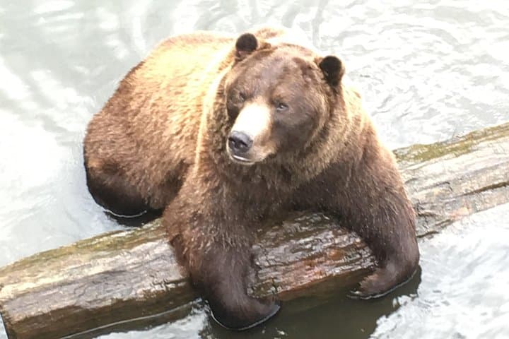 Exploring Sitka: A Small-Group Tour Through Bears, Raptors, and Totemic History