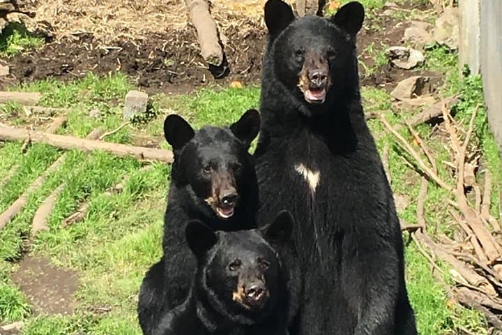 Exploring Sitka: A Small-Group Tour Through Bears, Raptors, and Totemic History photo 4
