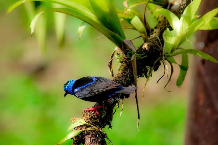 Arenal Volcano Bird Watching Experience: La Fortuna Guided Birding Tour photo 2