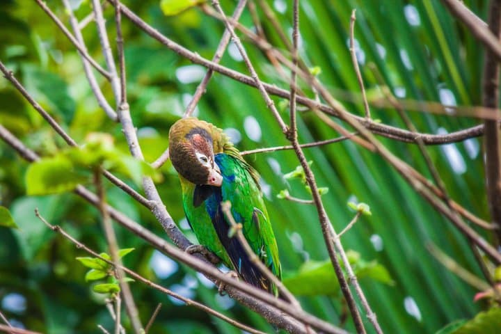 Arenal Volcano Bird Watching Experience: La Fortuna Guided Birding Tour photo 4