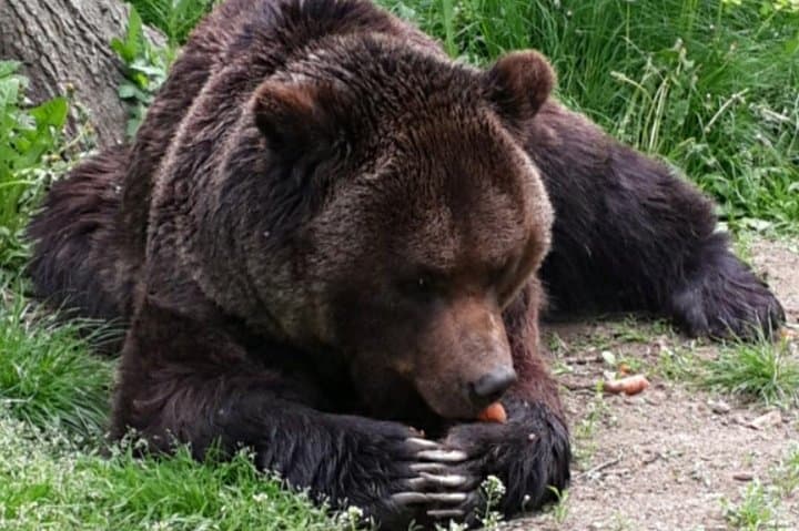 Visit Libearty Bear Sanctuary Zărnești: Guided Tour from Brașov photo 3