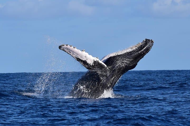 Private Biologist-Led Whale Watching in Cabo San Lucas — Hydrophone & Photo Guarantee