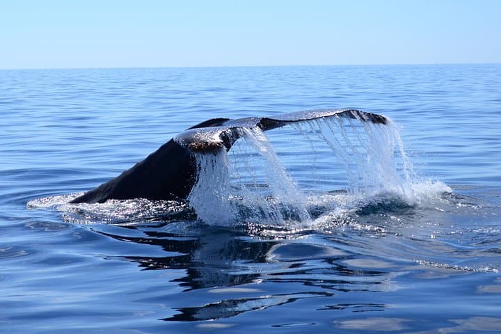 Private Biologist-Led Whale Watching in Cabo San Lucas — Hydrophone & Photo Guarantee photo 2