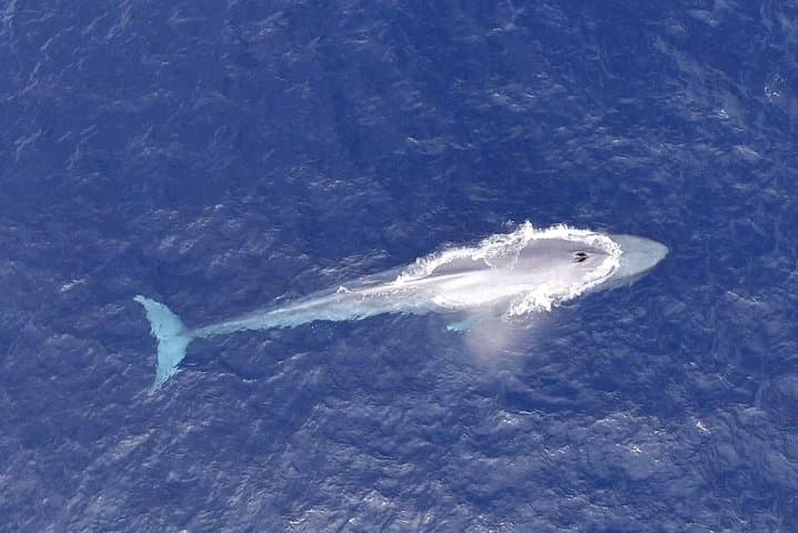 Private Biologist-Led Whale Watching in Cabo San Lucas — Hydrophone & Photo Guarantee photo 3