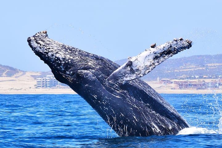 Private Biologist-Led Whale Watching in Cabo San Lucas — Hydrophone & Photo Guarantee photo 5