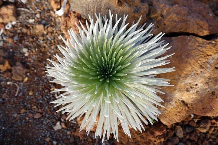 Private Haleakala Summit & Stroll from Kahului — Summit Drive, Crater Views & Cloud-Forest Walk photo 3