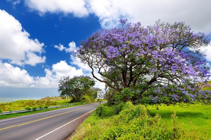 Private Haleakala Summit & Stroll from Kahului — Summit Drive, Crater Views & Cloud-Forest Walk photo 4