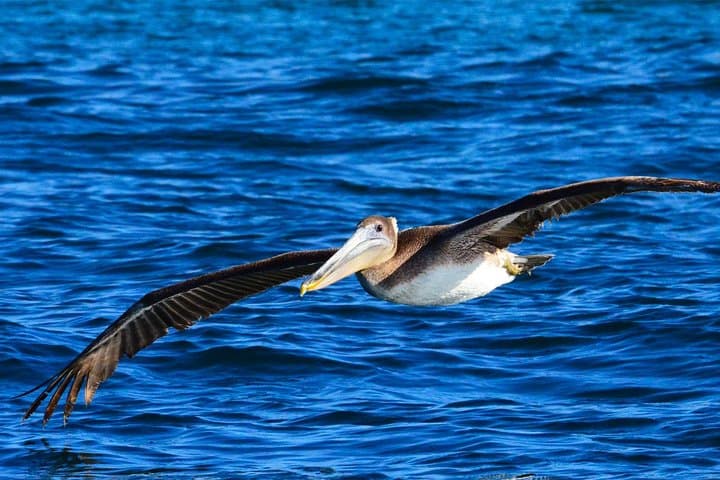 Private Biologist-Led Whale Watching in Cabo San Lucas — Hydrophone & Photo Guarantee photo 6