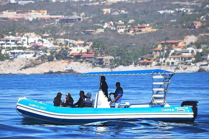 Zodiac Whale Watching Tour in Cabo San Lucas with Marine Biologist photo 2