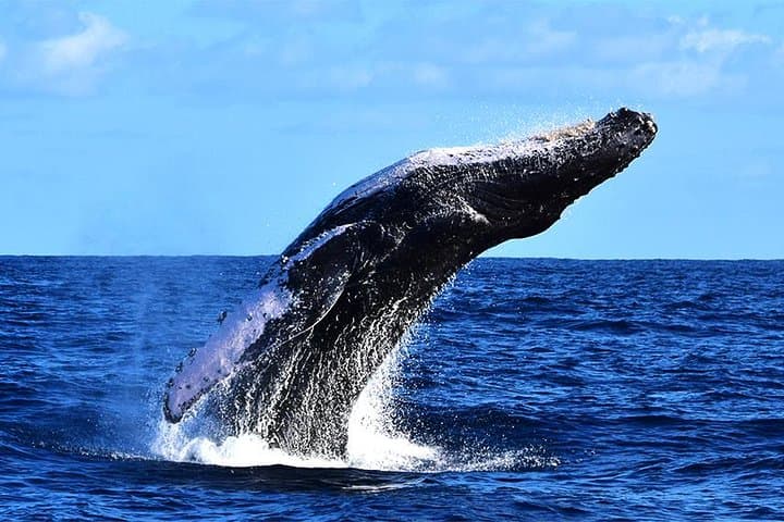 Zodiac Whale Watching Tour in Cabo San Lucas with Marine Biologist