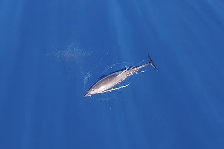 Zodiac Whale Watching Tour in Cabo San Lucas with Marine Biologist photo 3