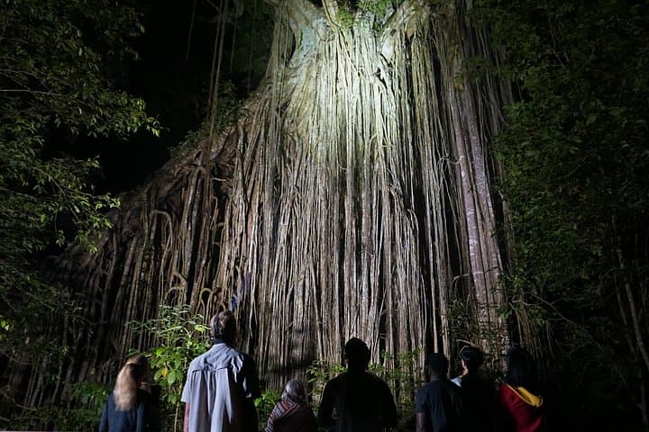 Atherton Tablelands Night Wildlife Tour from Cairns — Platypus, Tree-Kangaroos & Curtain Fig photo 4
