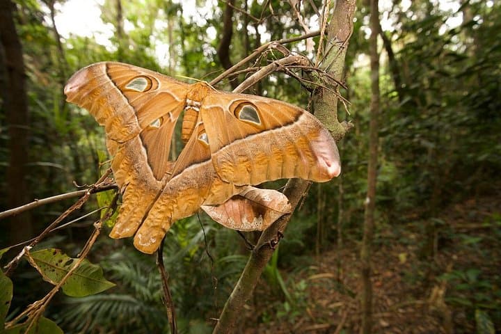Atherton Tablelands Night Wildlife Tour from Cairns — Platypus, Tree-Kangaroos & Curtain Fig photo 3