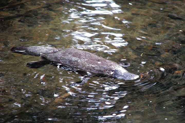 Atherton Tablelands Night Wildlife Tour from Cairns — Platypus, Tree-Kangaroos & Curtain Fig photo 2