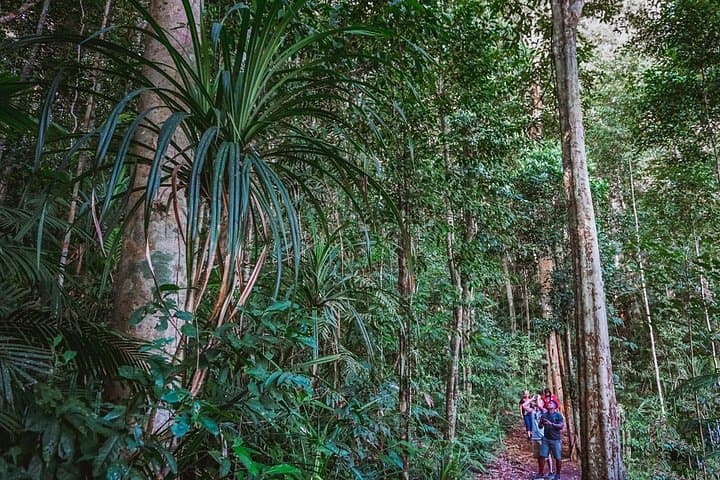 Atherton Tablelands Night Wildlife Tour from Cairns — Platypus, Tree-Kangaroos & Curtain Fig