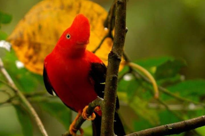 Manu Jungle Exploring — 5-Day Amazon & Cloud Forest Adventure from Cusco