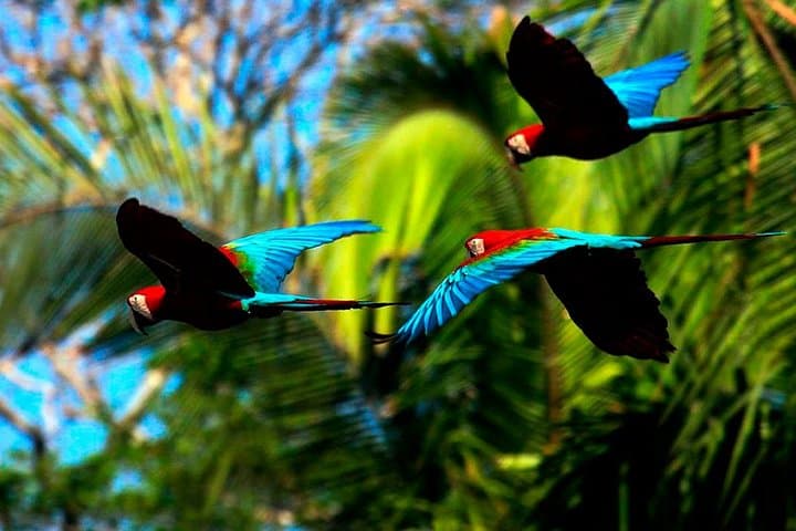 Manu Jungle Exploring — 5-Day Amazon & Cloud Forest Adventure from Cusco photo 2